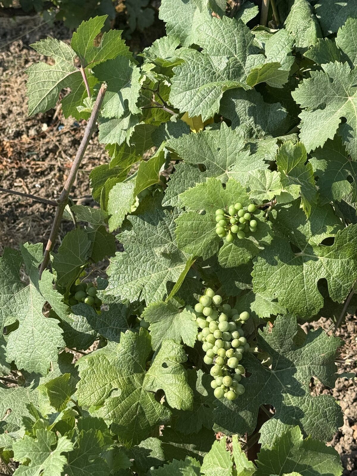 Vindruer på vinstokke i Champagne